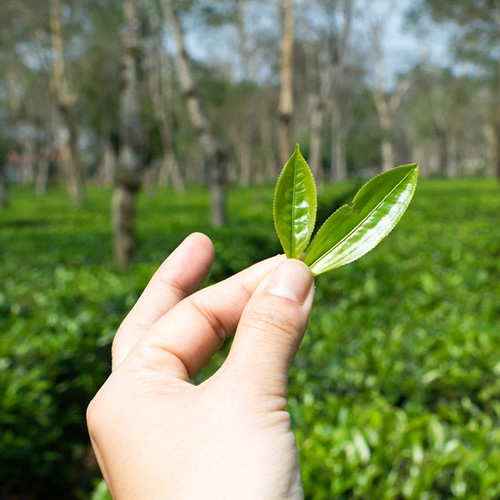 Sharma Tea